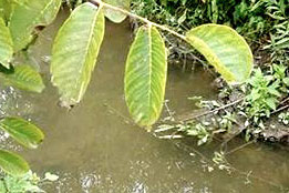 Decolmatare Canal Pușcășeanca-1