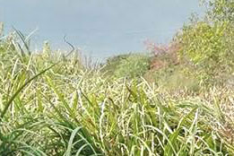 Decolmatare Canal Pușcășeanca-12