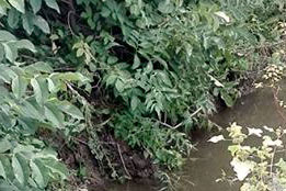 Decolmatare Canal Pușcășeanca-14